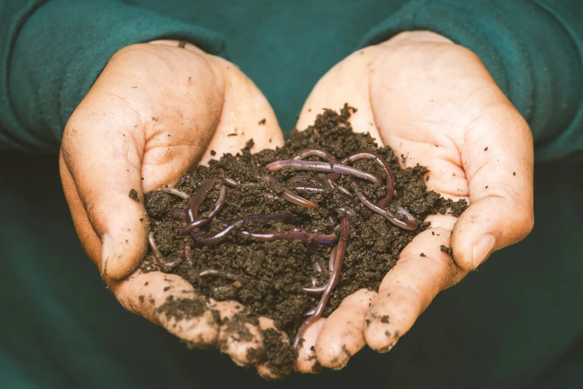 Poster for Would You Love Me If I Was a Worm?