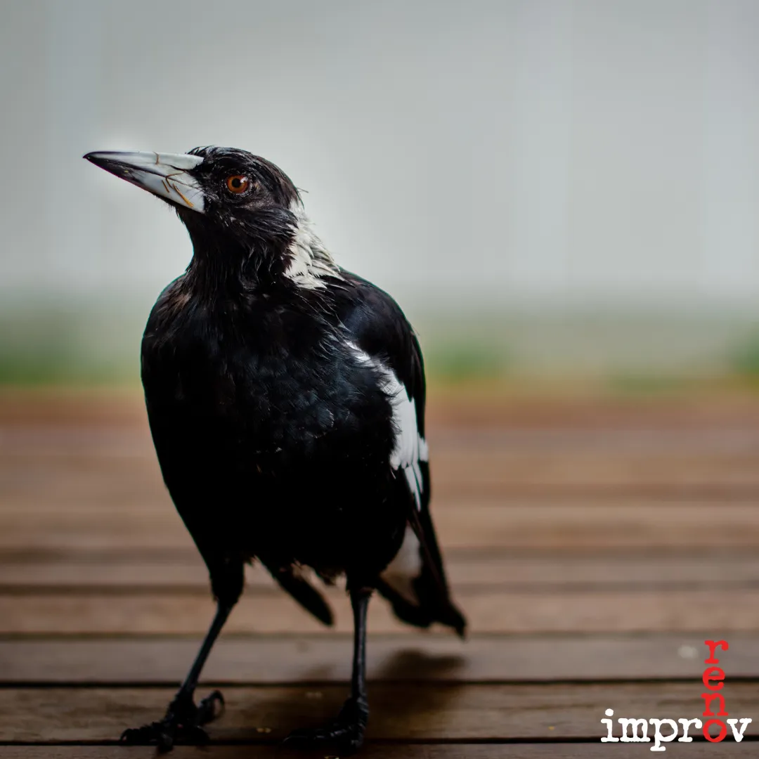 Poster for The Magpie – Musical Improv Show