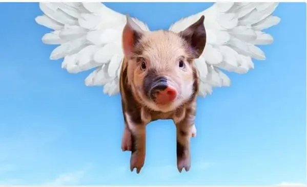 Poster for Glory Hogs Band